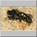 Crabro peltarius - Grabwespe 01 11mm Paarung - Sandgrube Niedringhaussee.jpg